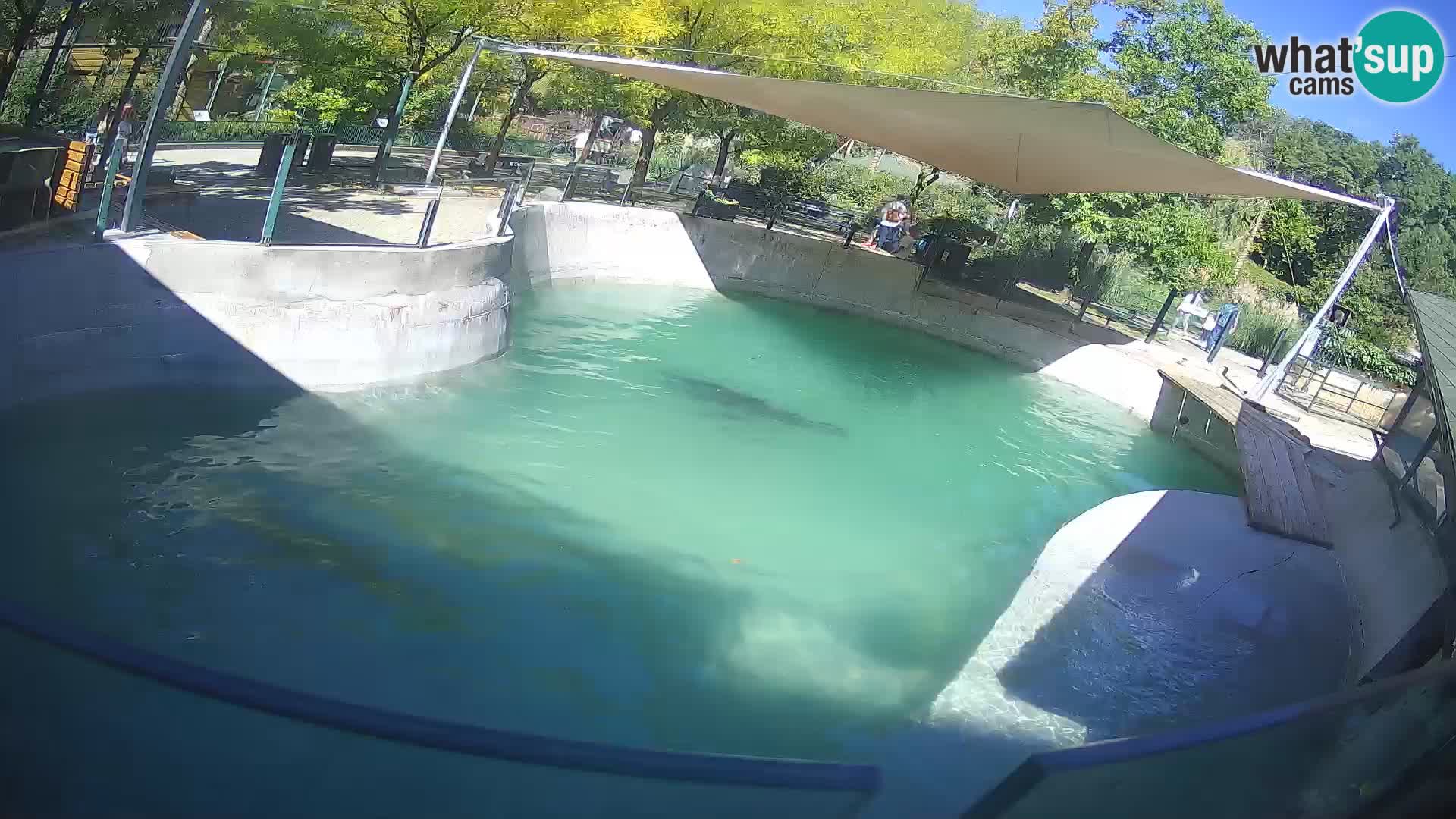 Zoo Zagreb –  León marino de California