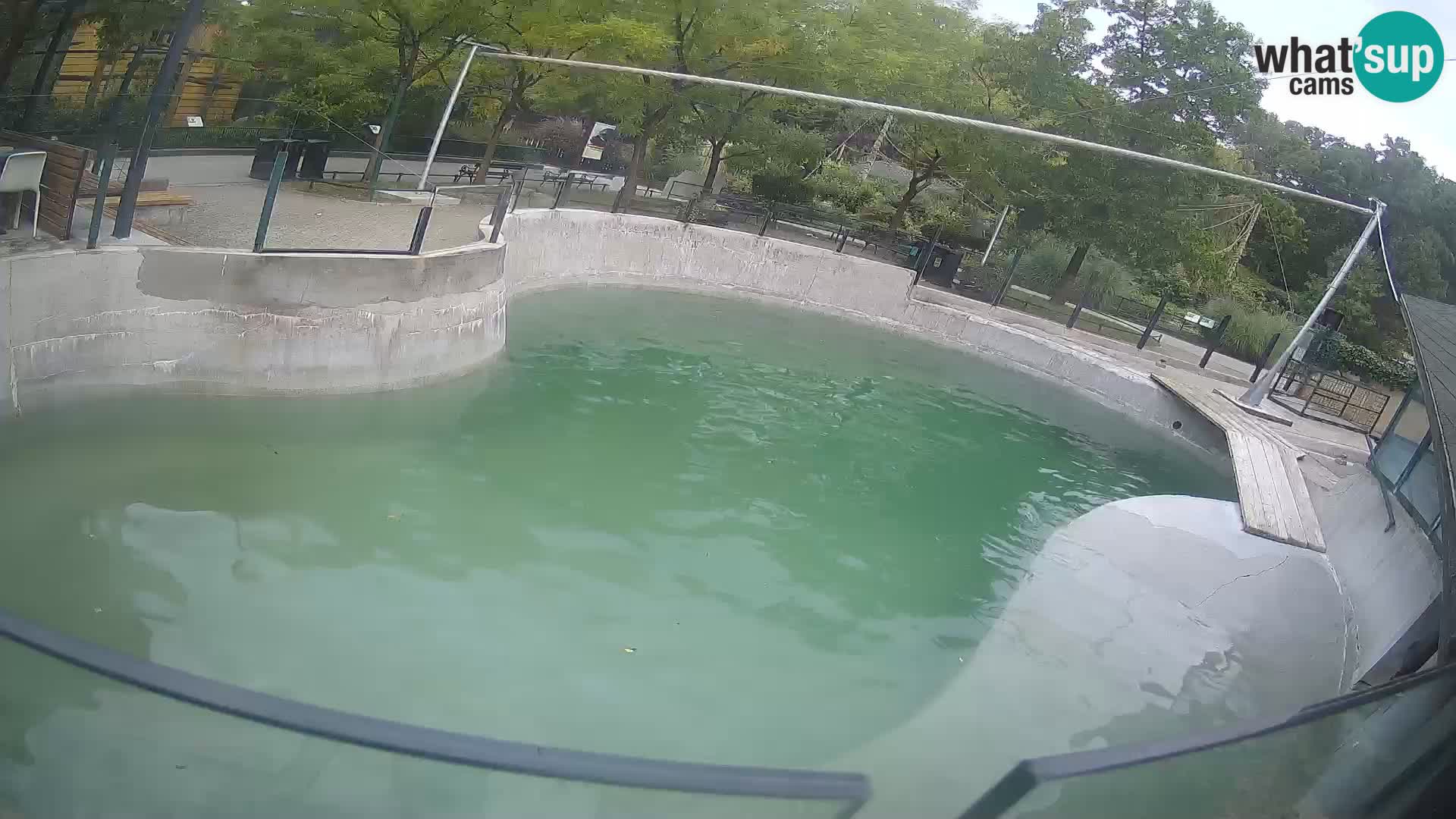 Zoo Zagreb – California Sea Lion