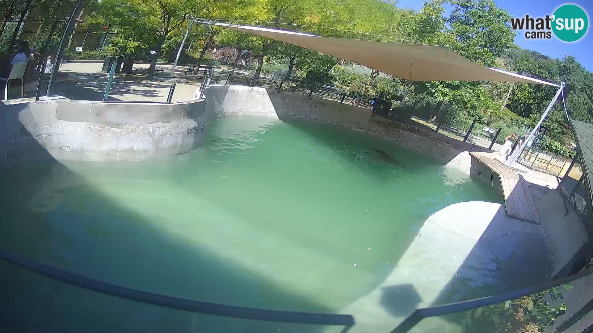Zoo Zagreb – Kalifornijski morski lav