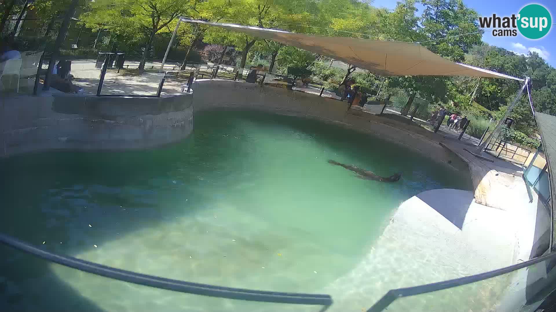 Zoo Zagreb – Kalifornijski morski lav