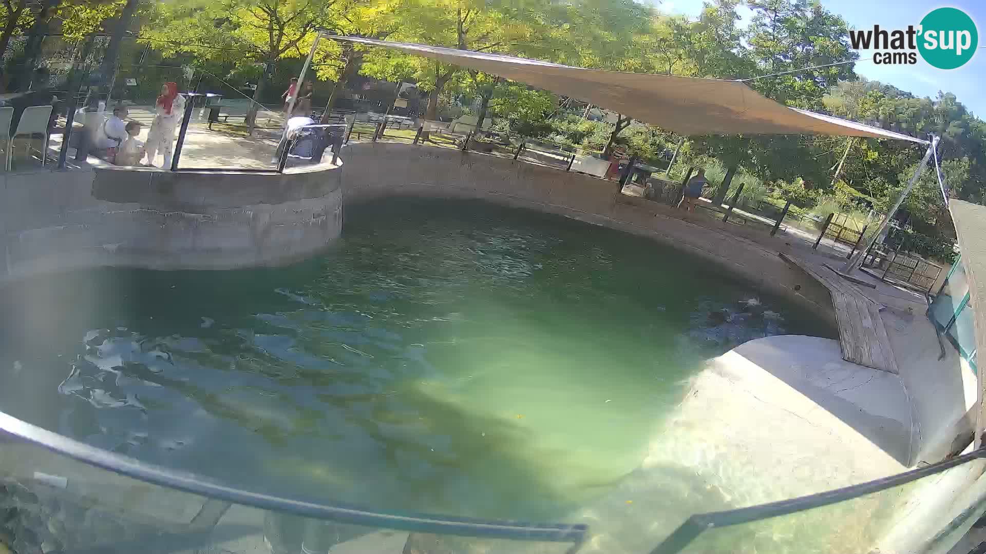 Zoo Zagreb – Kalifornijski morski lav