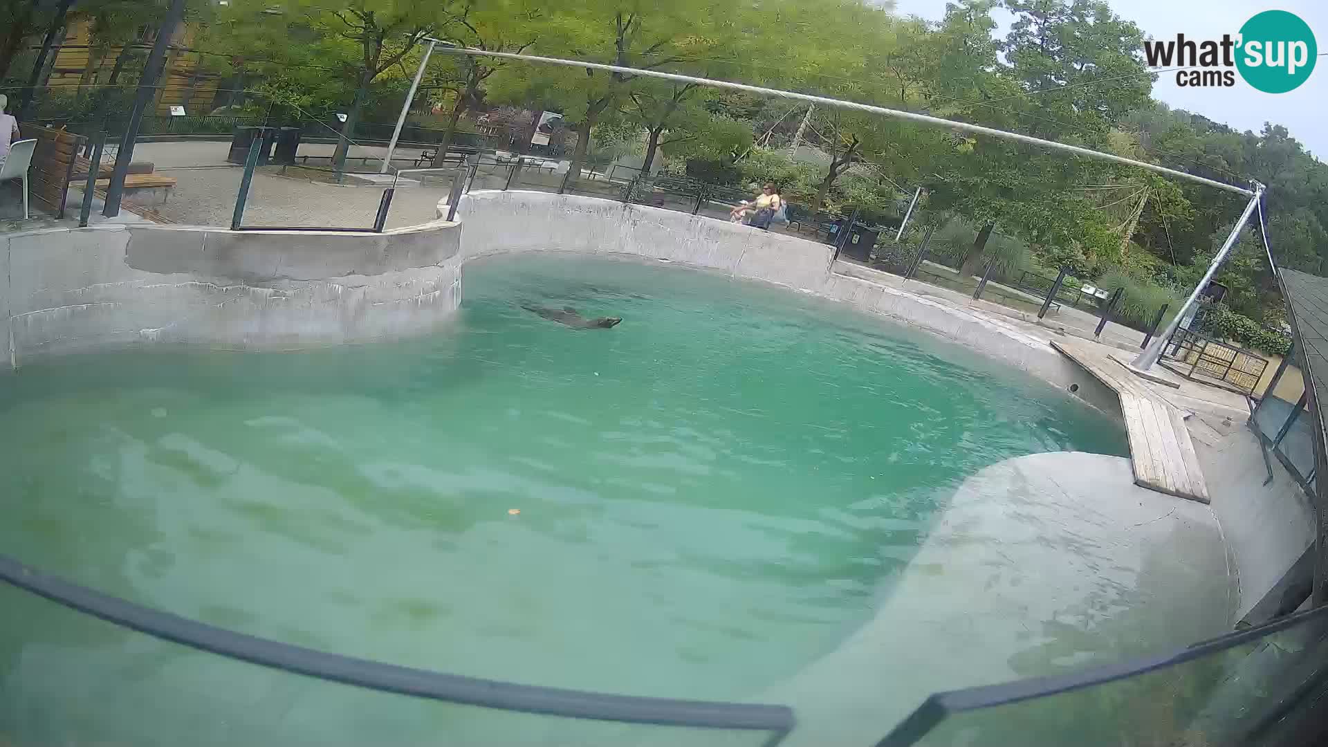 Zoo Zagreb – Otarie de Californie
