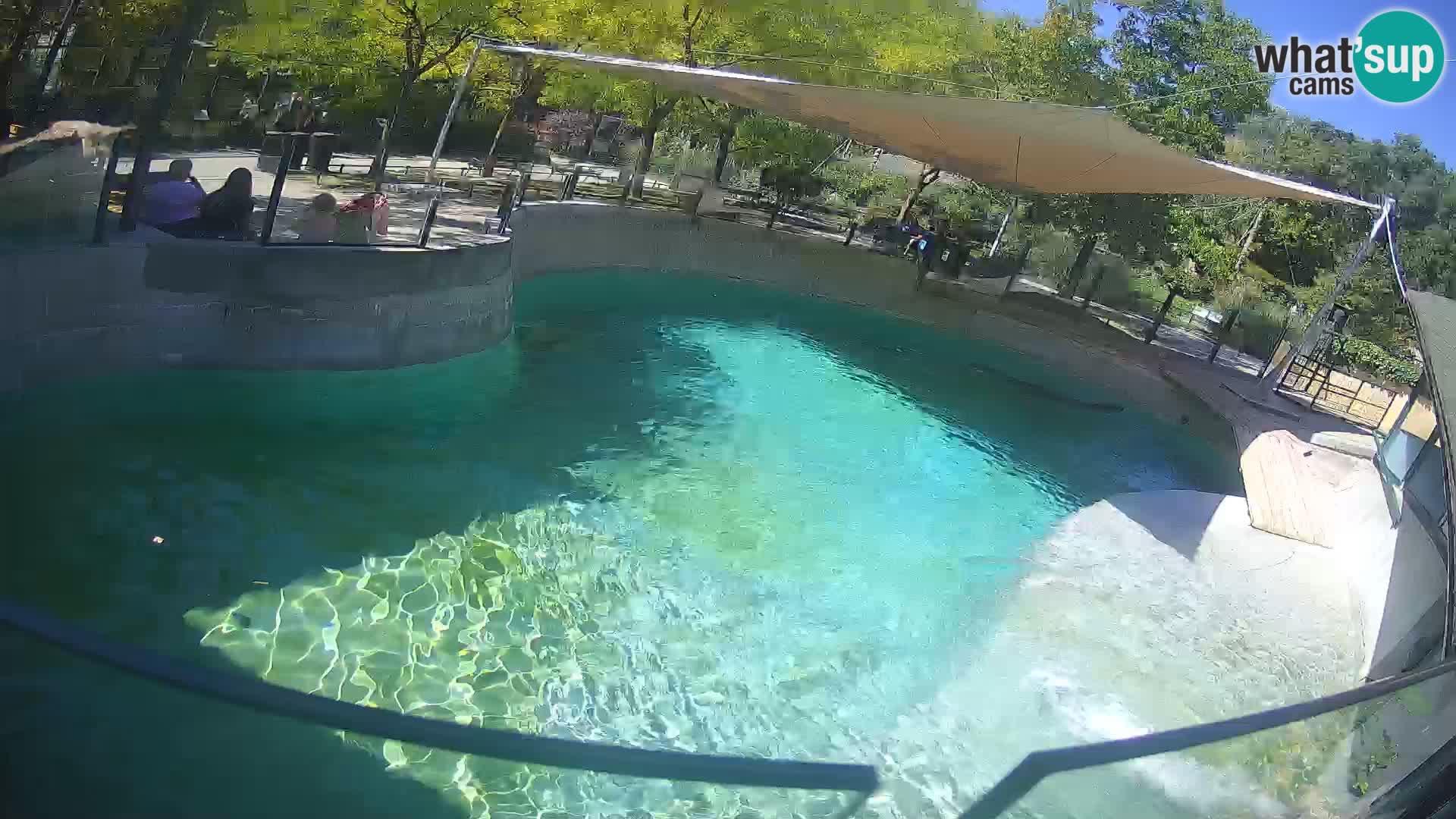 Zoo Zagreb – Kalifornijski morski lav