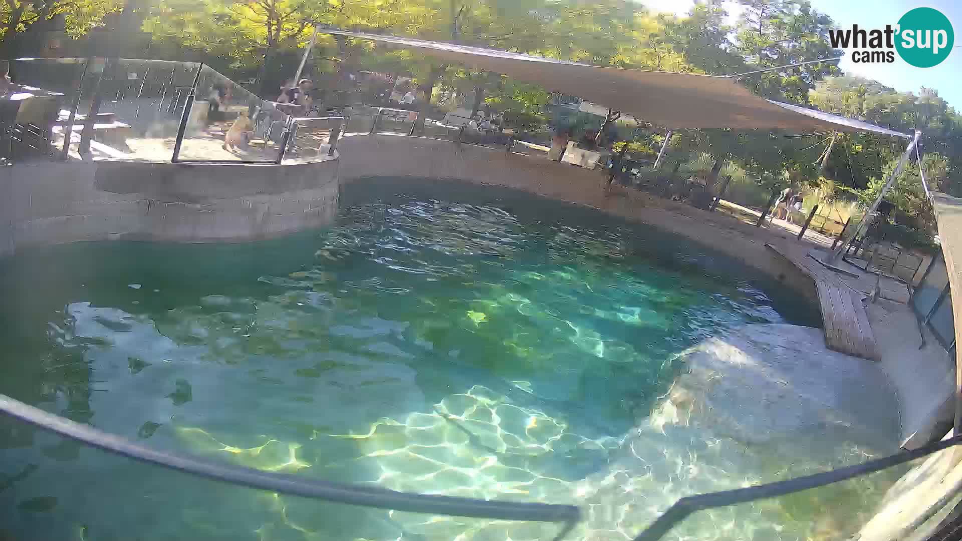 Zoo Zagreb – Kalifornijski morski lav