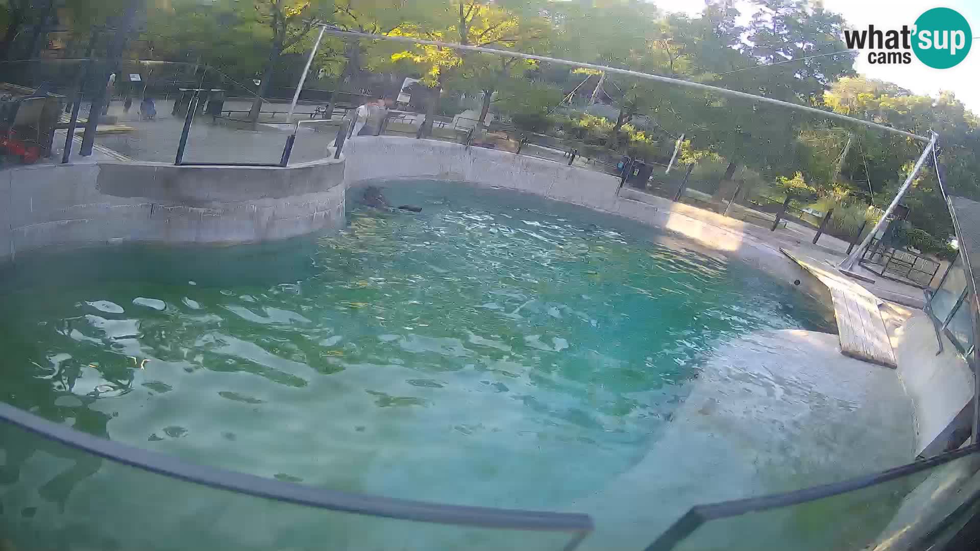 Zoo Zagreb – Kalifornijski morski lav