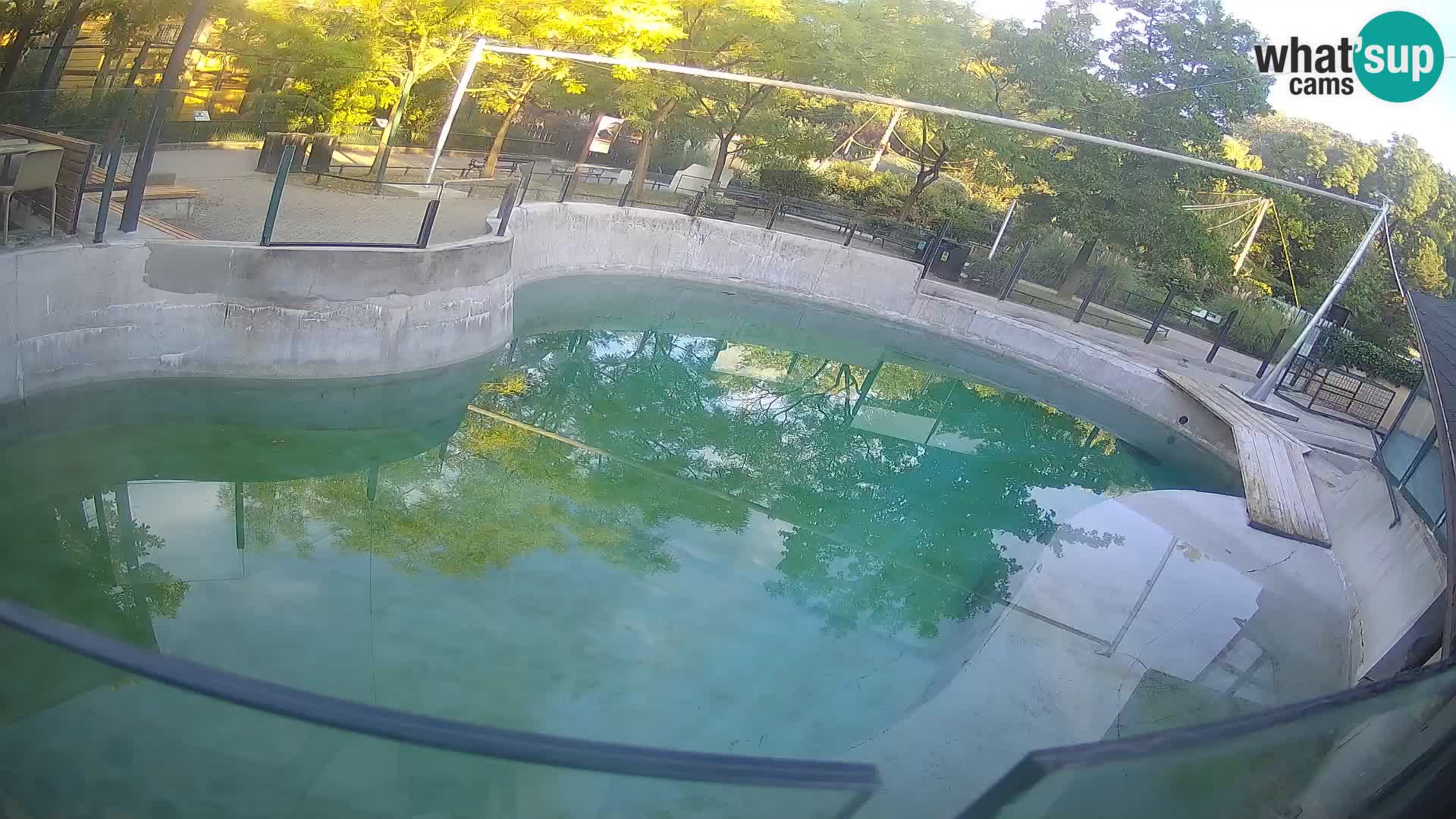 Zoo Zagreb –  León marino de California