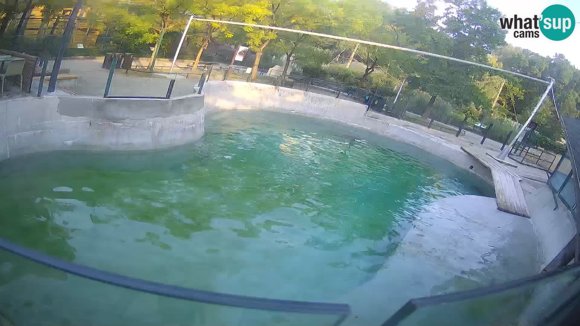 Zoo Zagreb – Kalifornijski morski lav