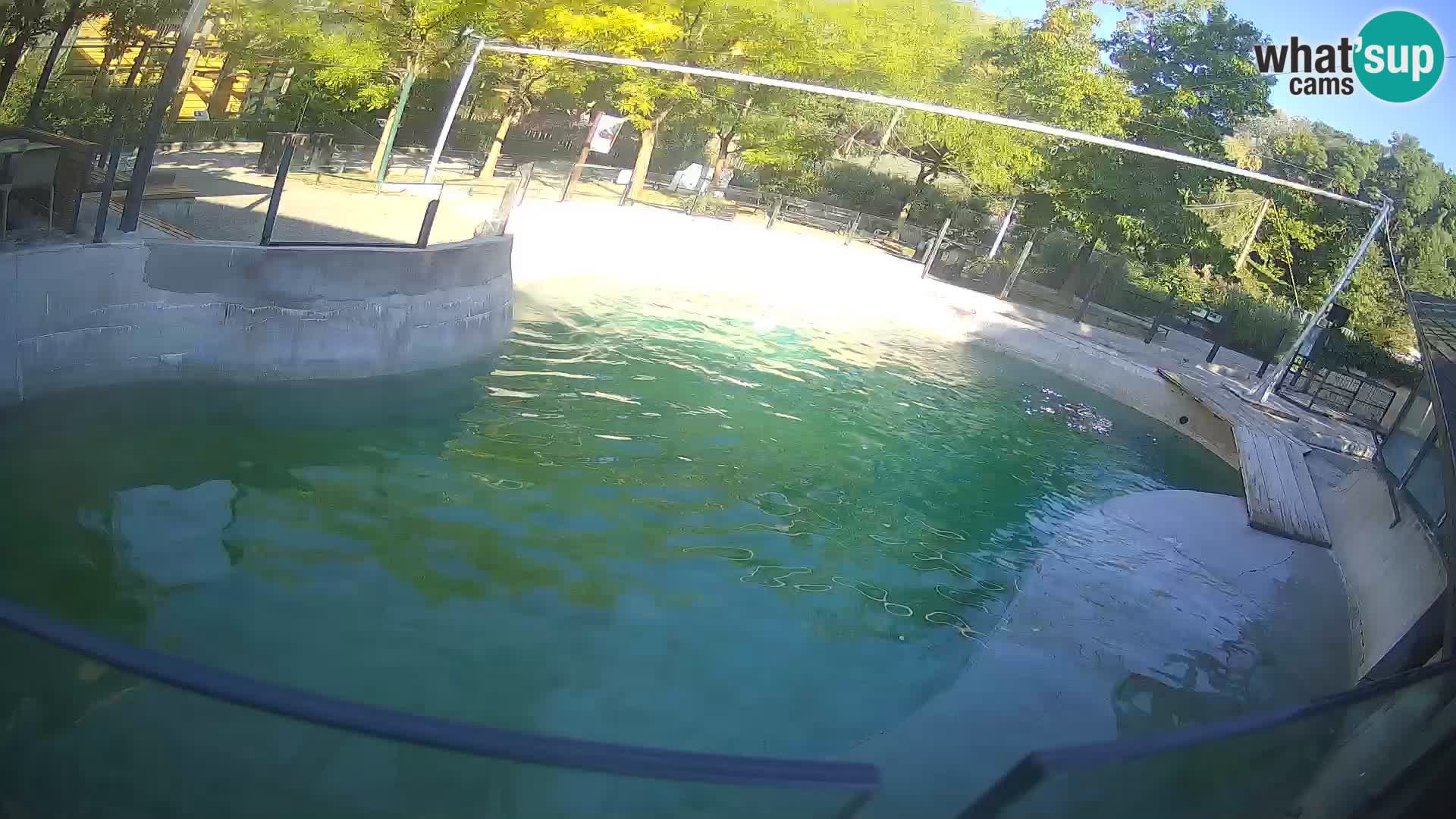 Zoo Zagreb – Otarie de Californie
