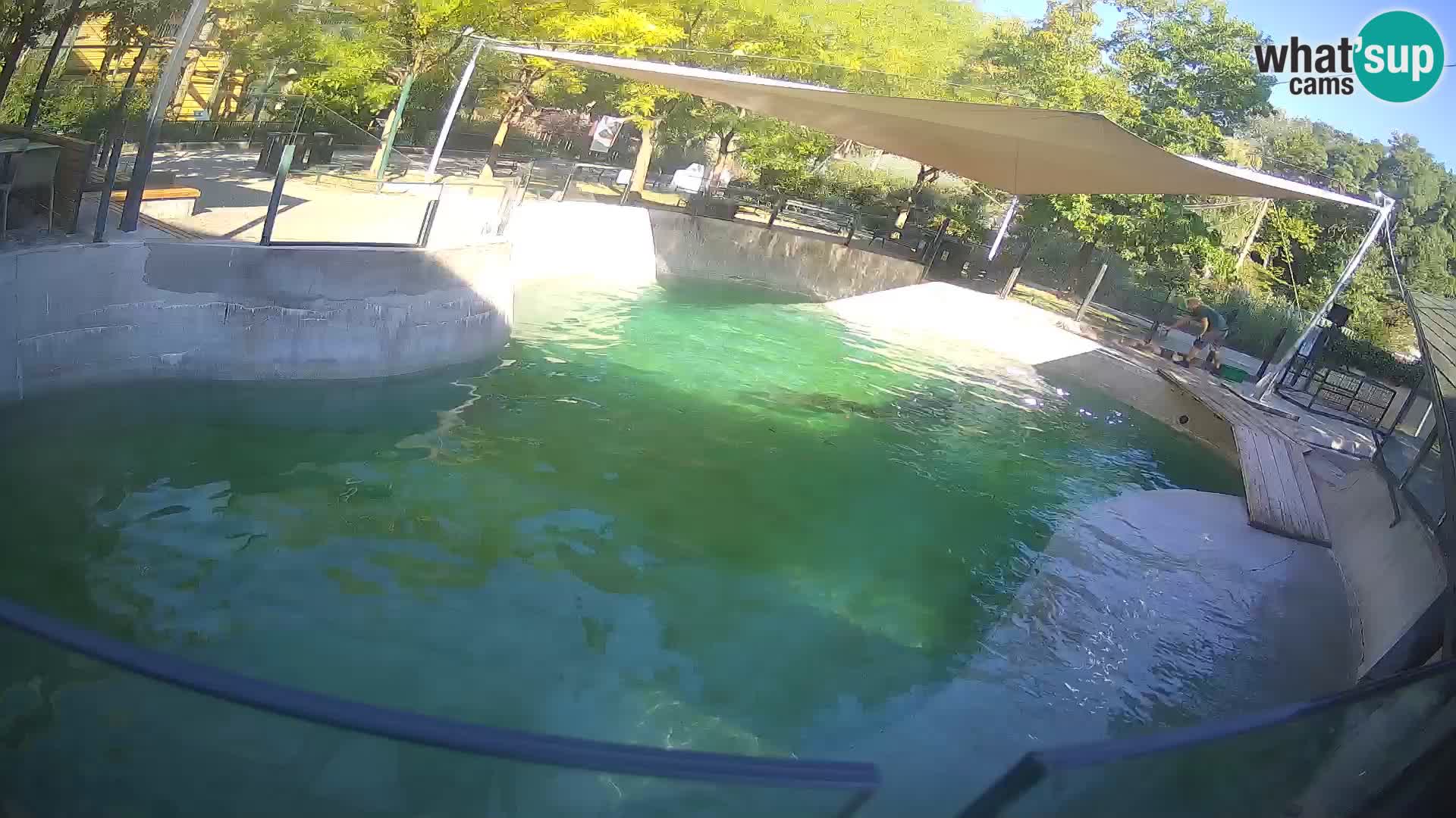 Zoo Zagreb – Otarie de Californie