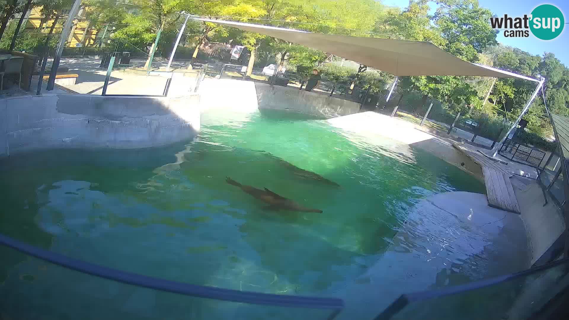 Zoo Zagreb –  León marino de California