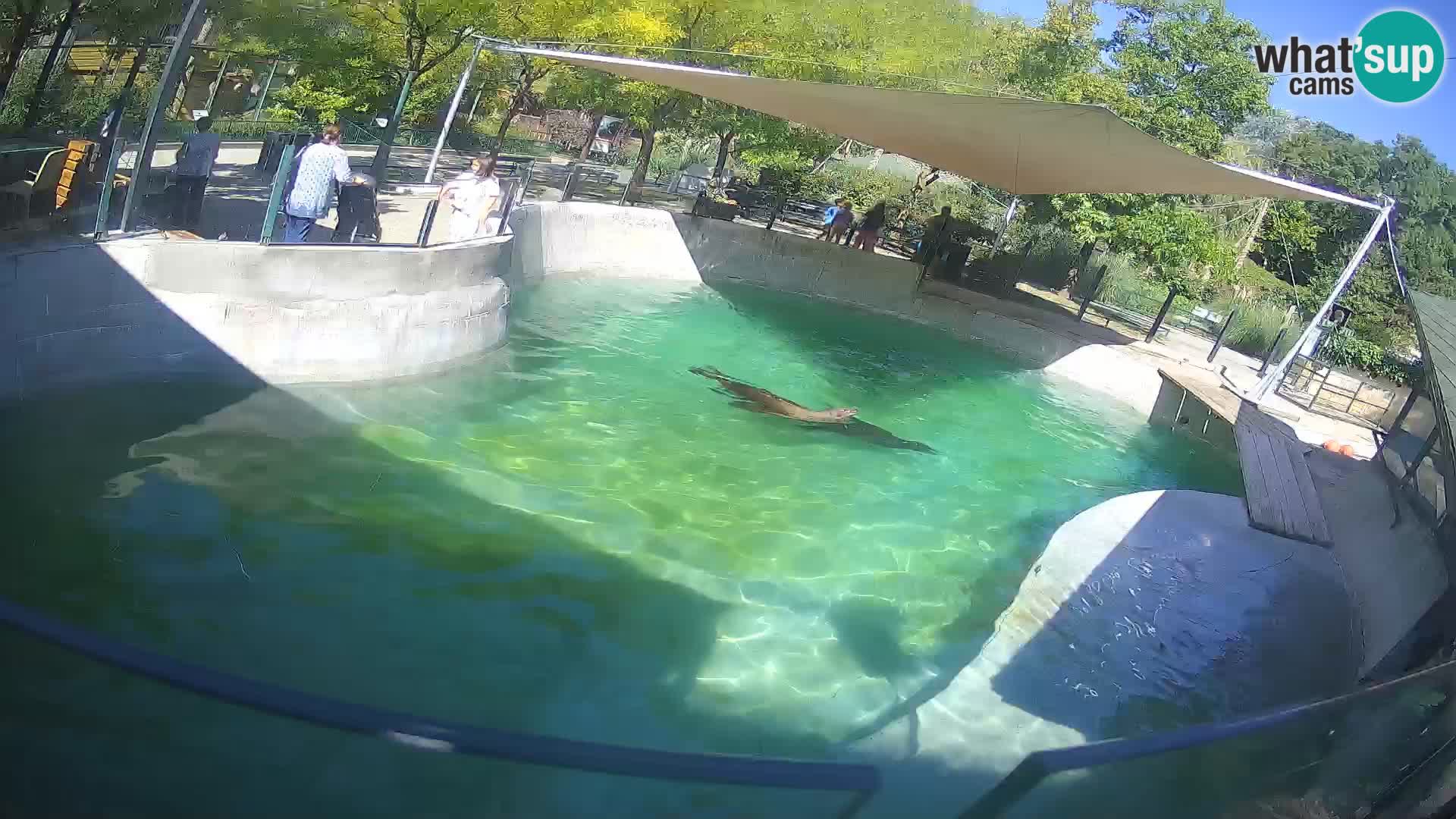 Zoo Zagreb – Otarie de Californie