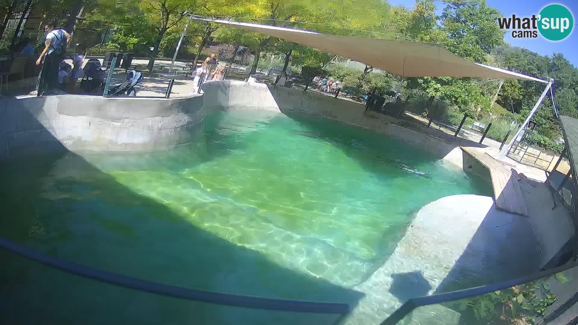 Zoo Zagreb –  León marino de California