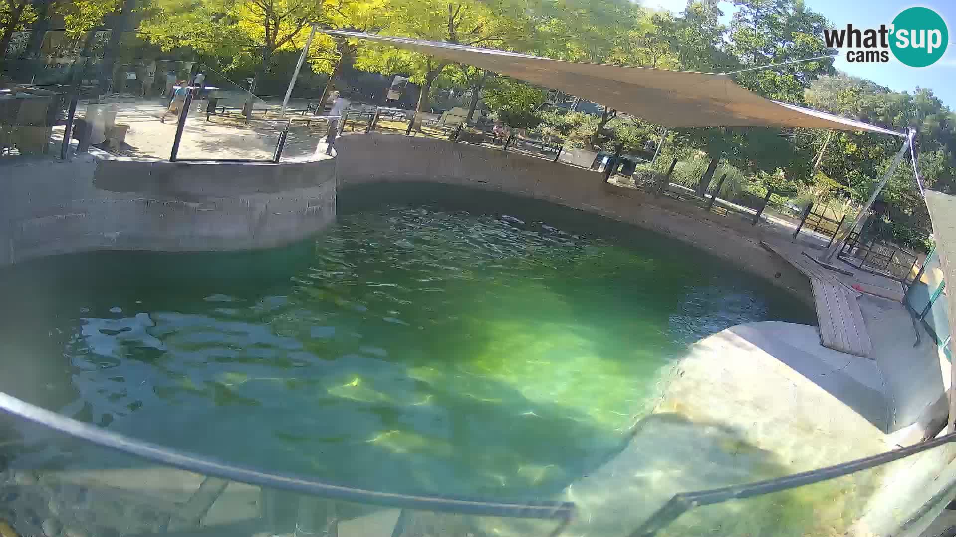 Zoo Zagreb –  León marino de California