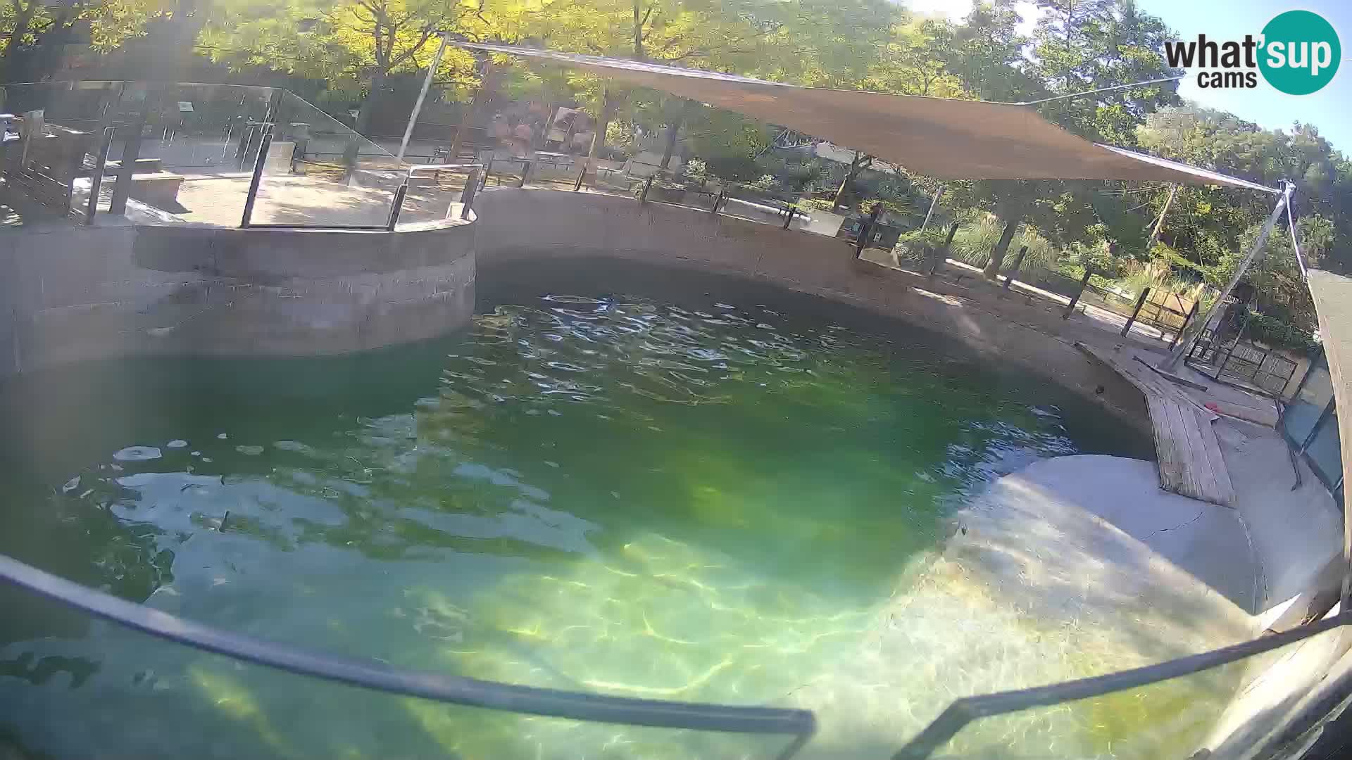 Zoo Zagreb –  León marino de California