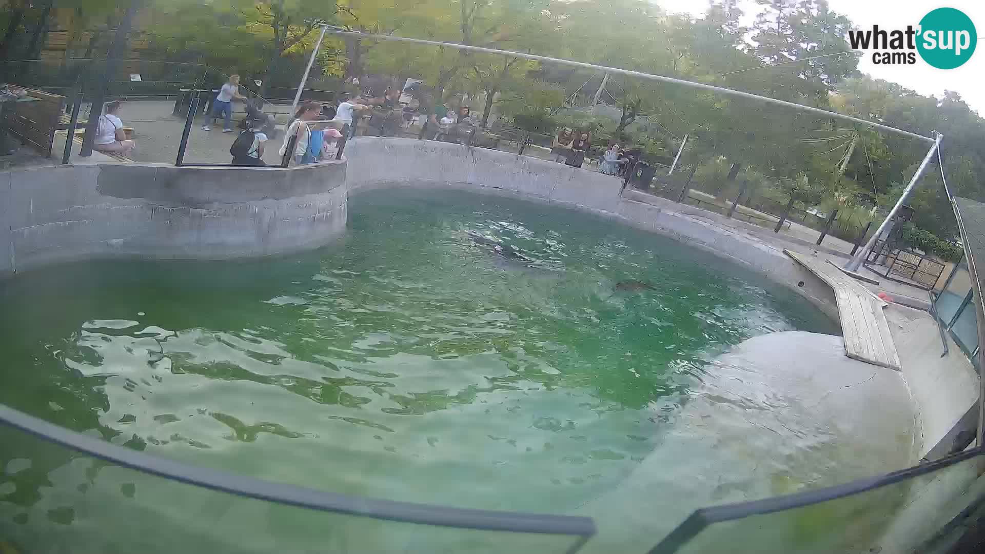 Zoo Zagreb – Kalifornischer Seelöwe