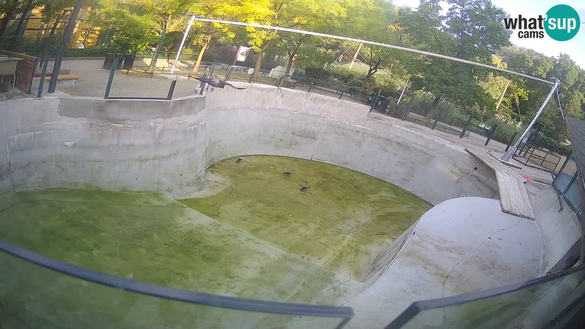Zoo Zagreb – Kalifornijski morski lav