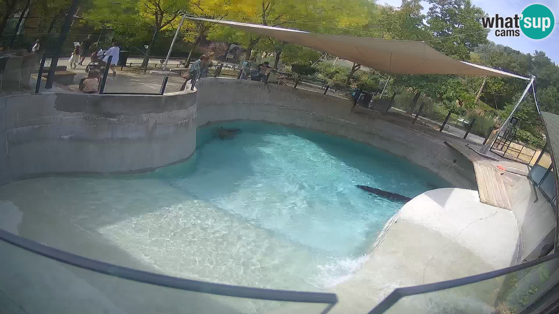 Zoo Zagreb – Kalifornijski morski lav