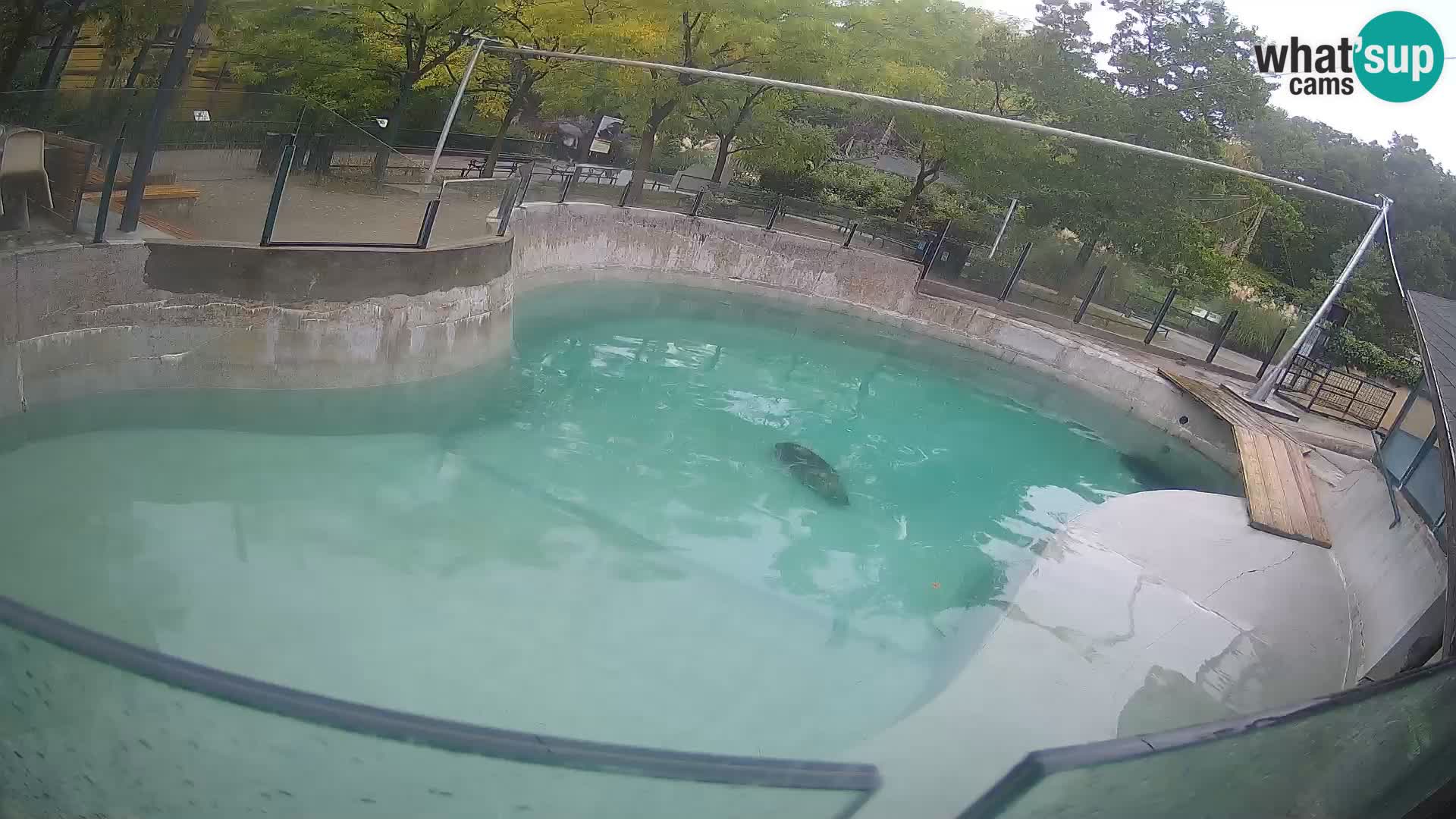 Zoo Zagreb – Kalifornijski morski lev