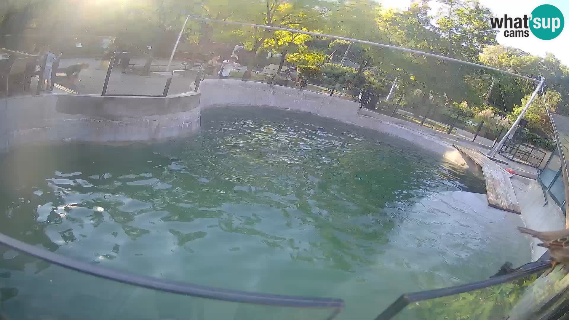 Zoo Zagreb –  León marino de California