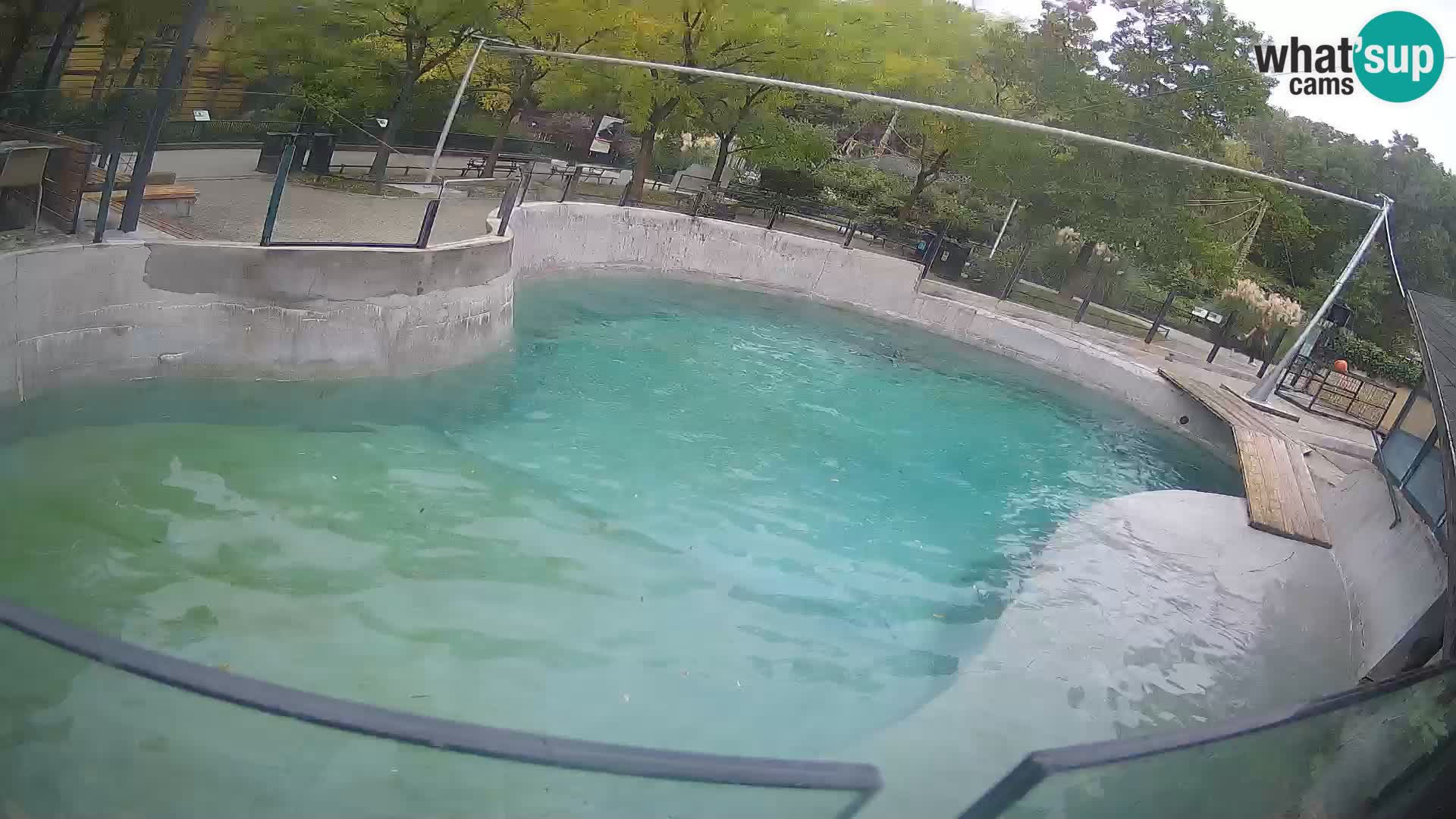 Zoo Zagreb – Kalifornijski morski lav