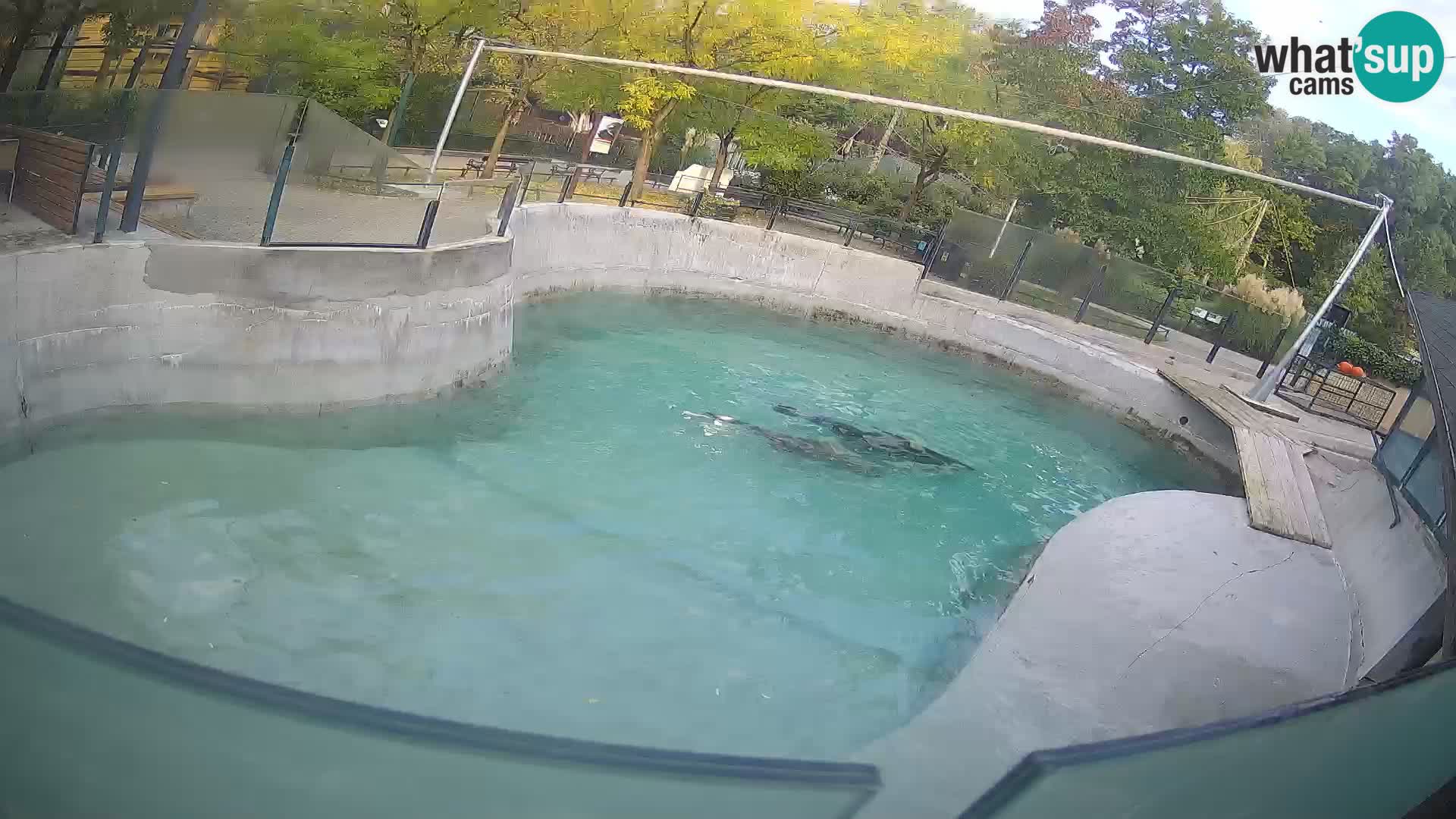 Zoo Zagreb –  León marino de California
