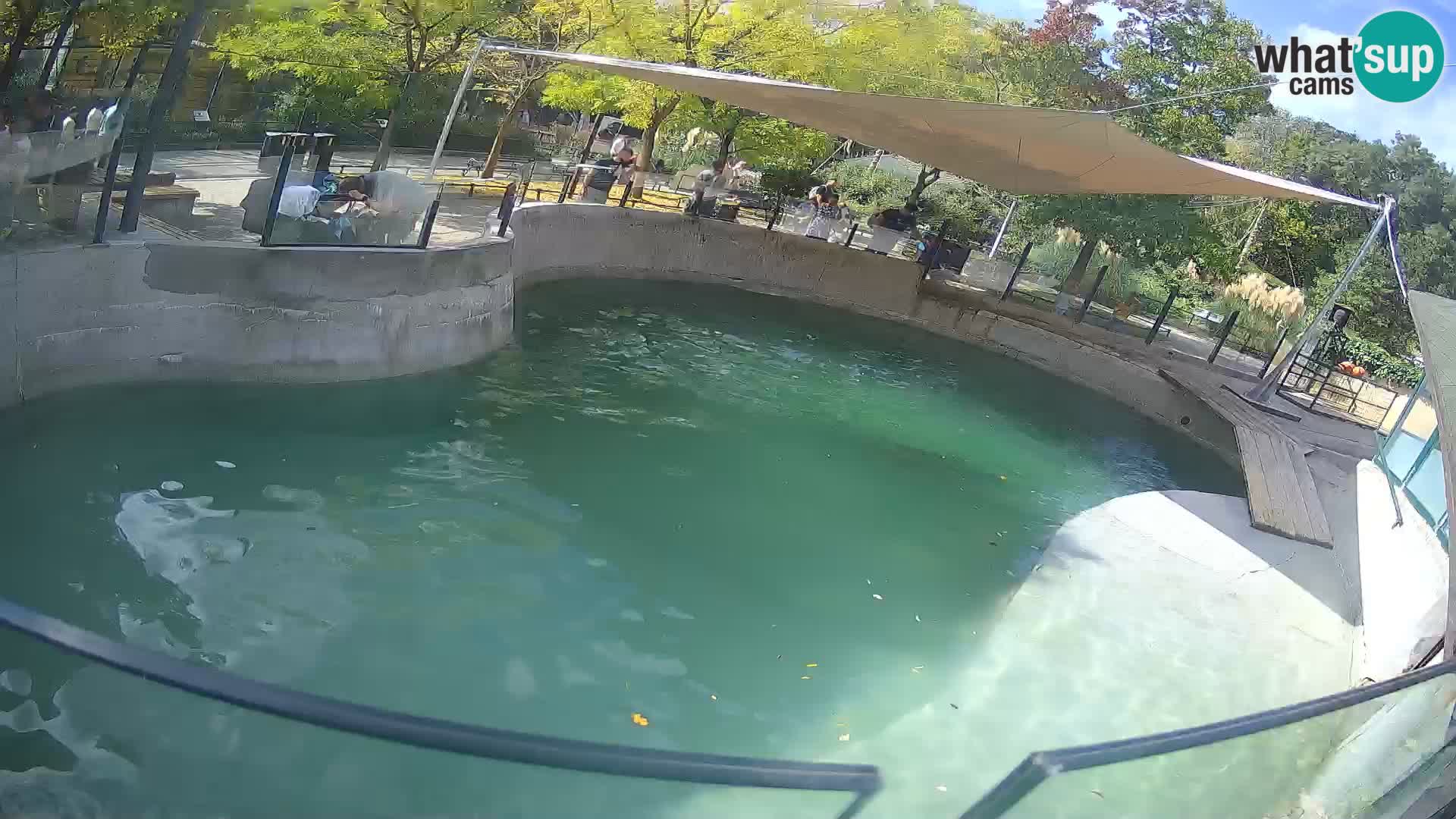 Zoo Zagreb – Kalifornijski morski lav