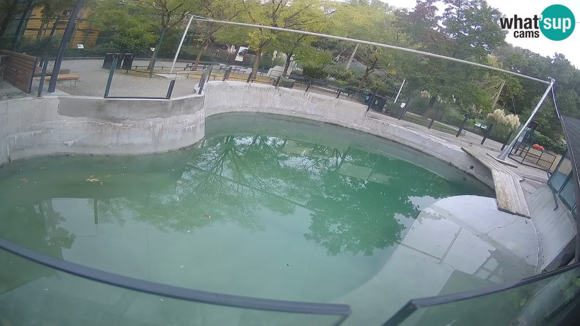 Zoo Zagreb –  León marino de California