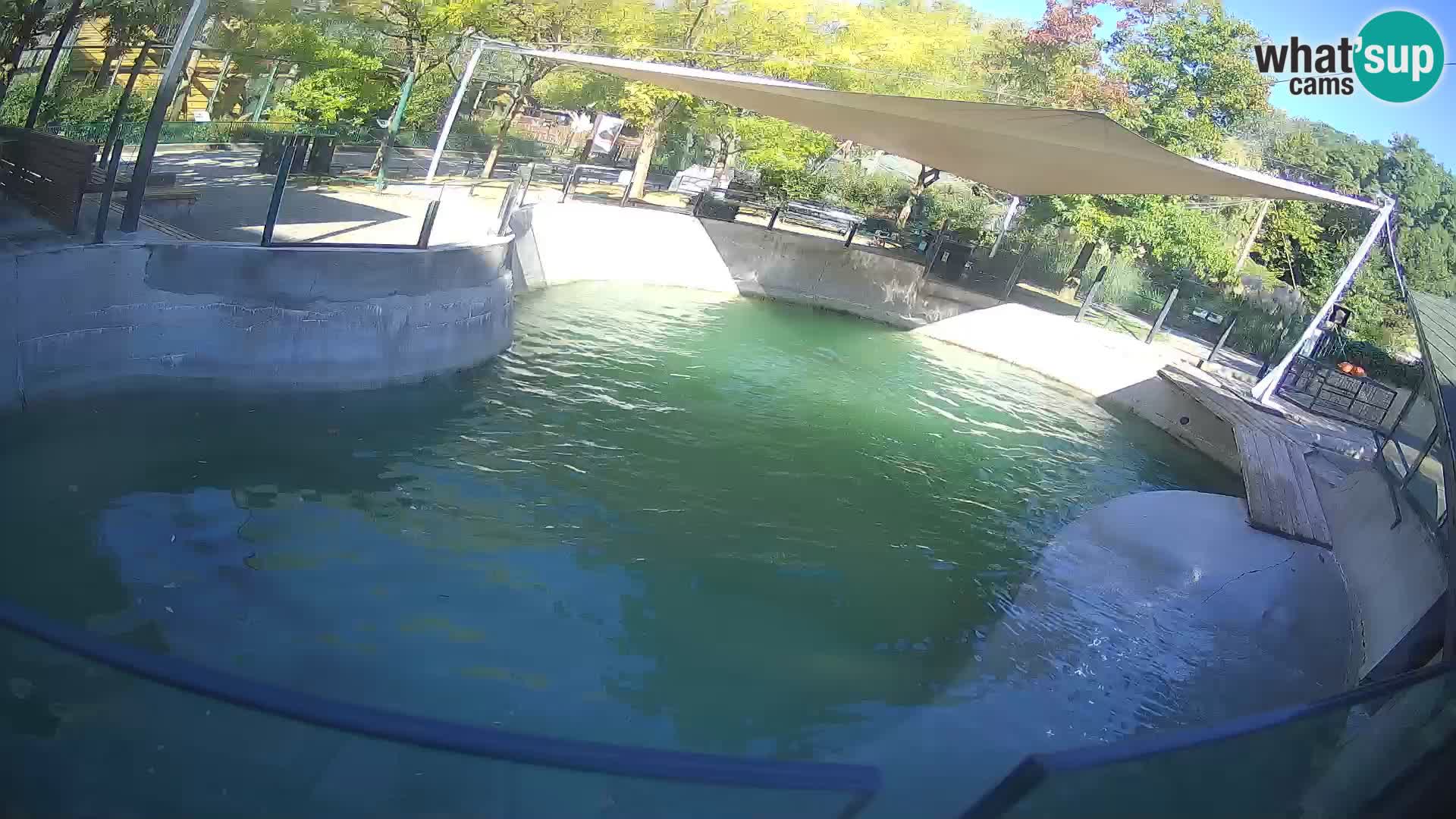 Zoo Zagreb –  León marino de California