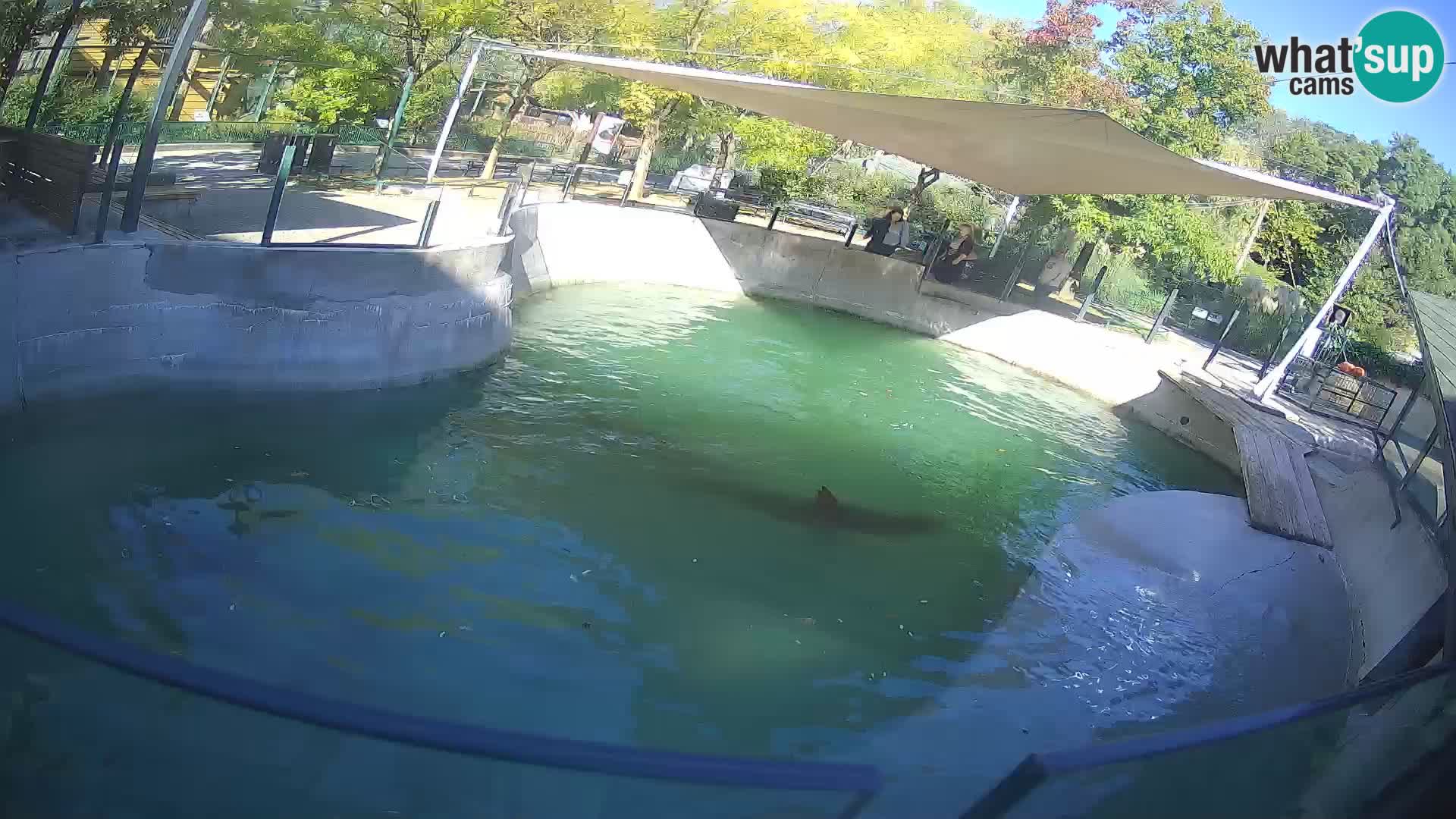 Zoo Zagreb – Otarie de Californie
