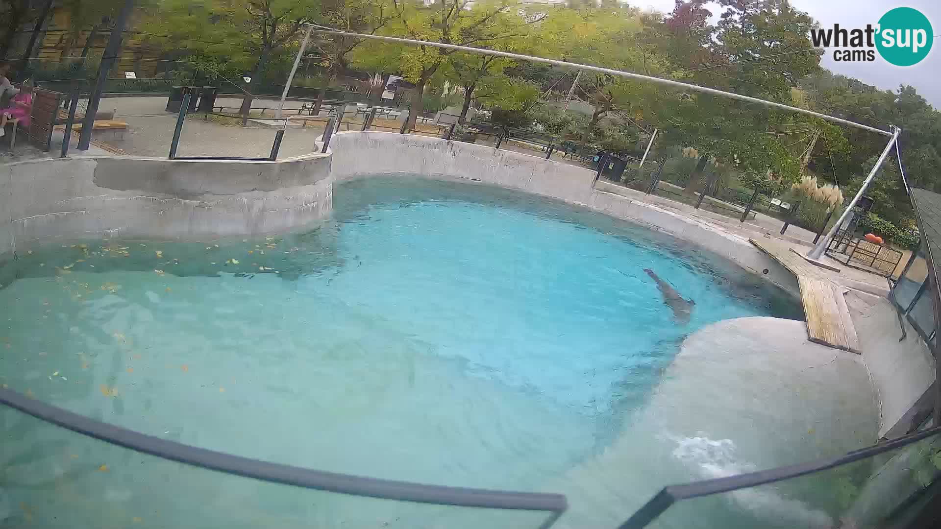 Zoo Zagreb – Kalifornijski morski lav