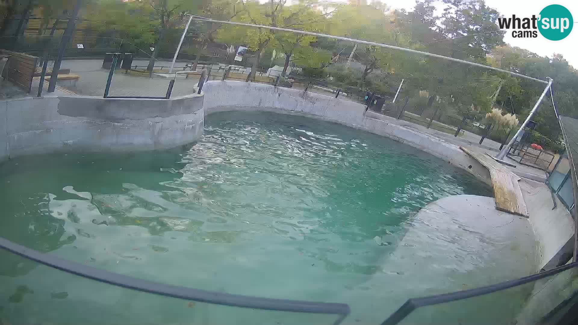 Zoo Zagreb – California Sea Lion