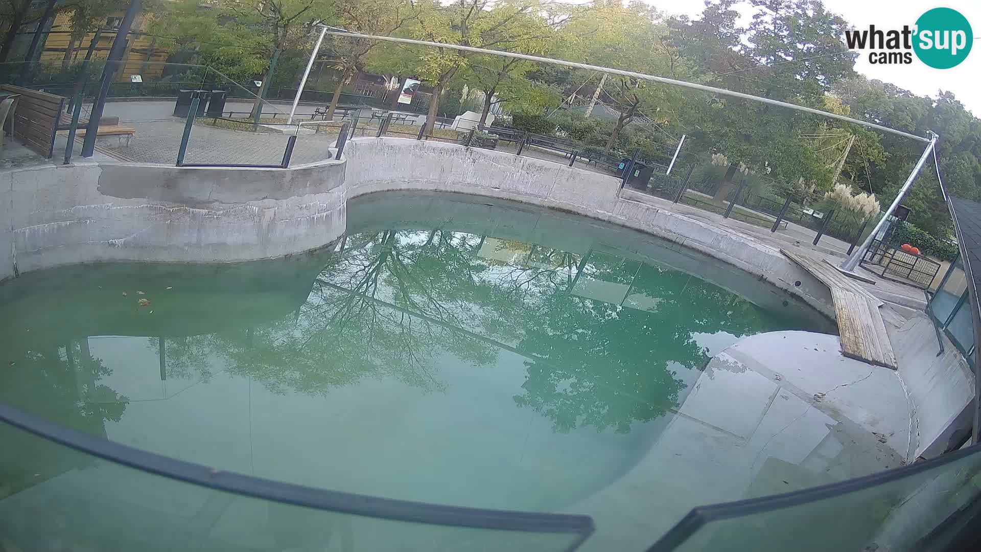 Zoo Zagreb – Kalifornischer Seelöwe