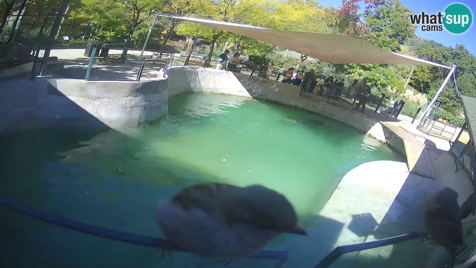 Zoo Zagreb – Kalifornijski morski lav