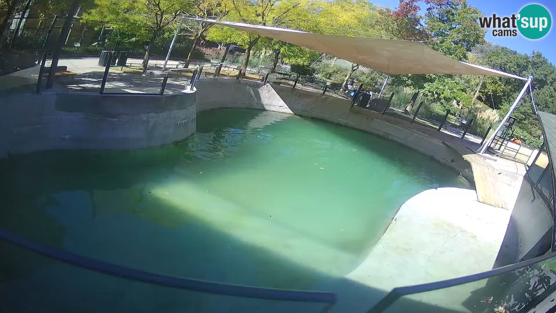 Zoo Zagreb – Otaria della California