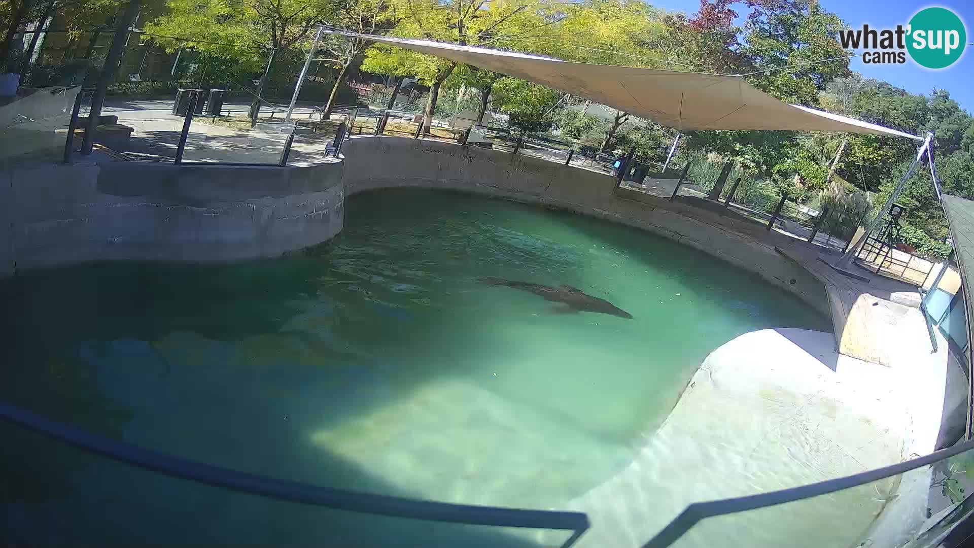 Zoo Zagreb – Kalifornijski morski lav