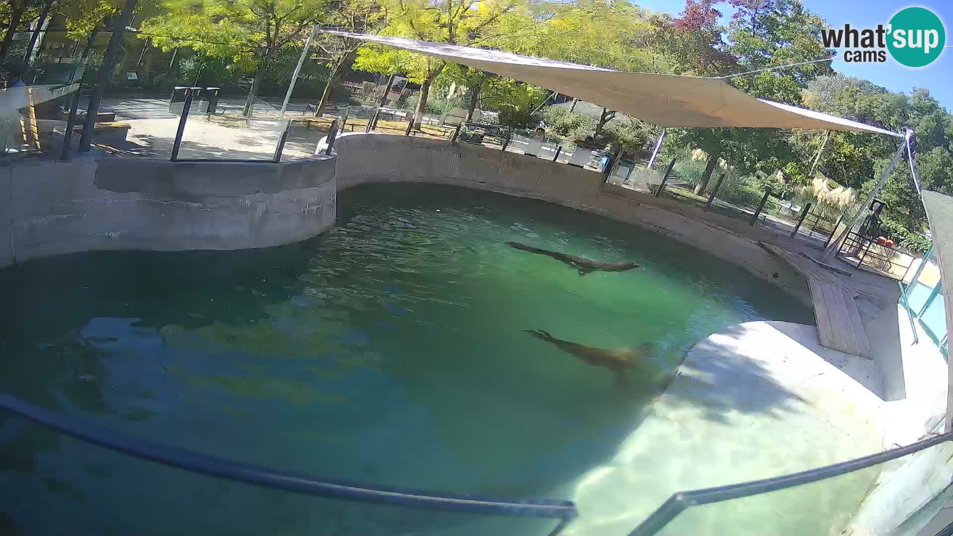 Zoo Zagreb – Otarie de Californie