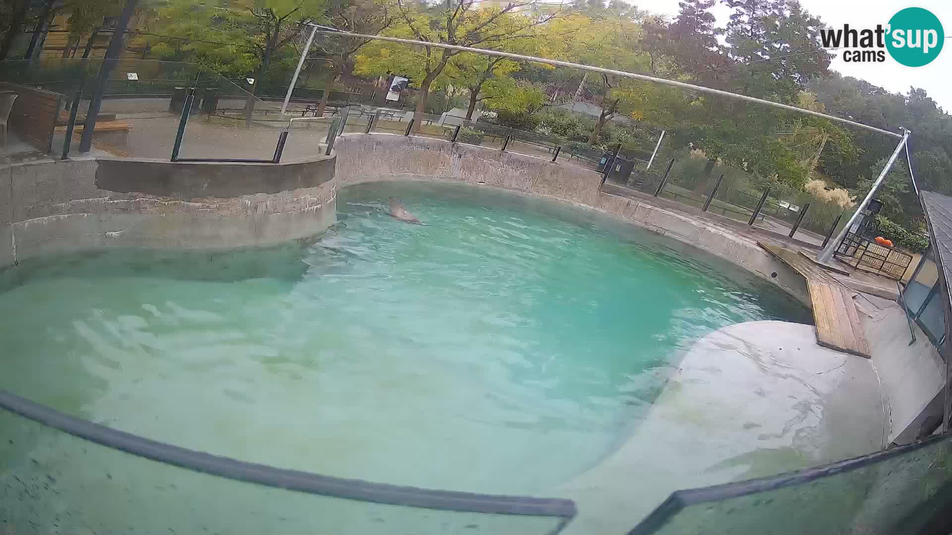 Zoo Zagreb –  León marino de California