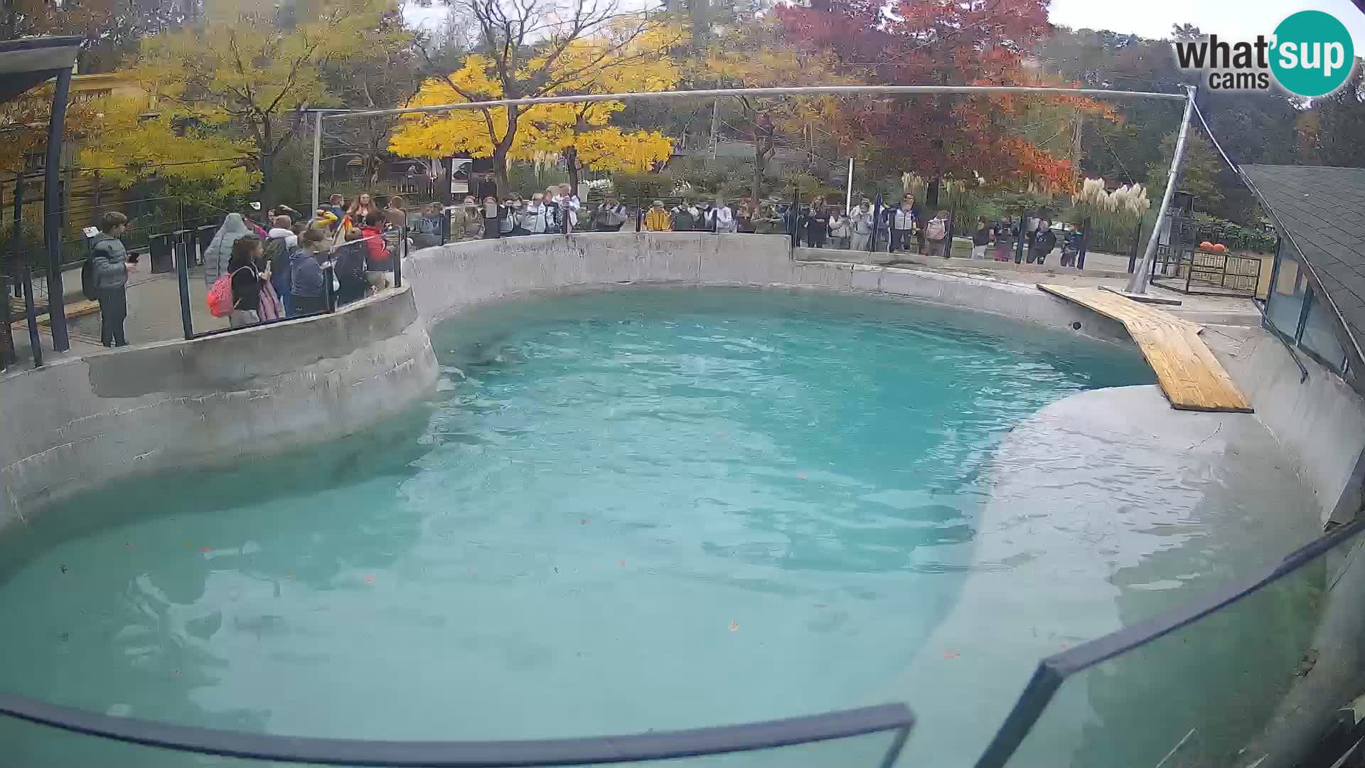 Zoo Zagreb –  León marino de California