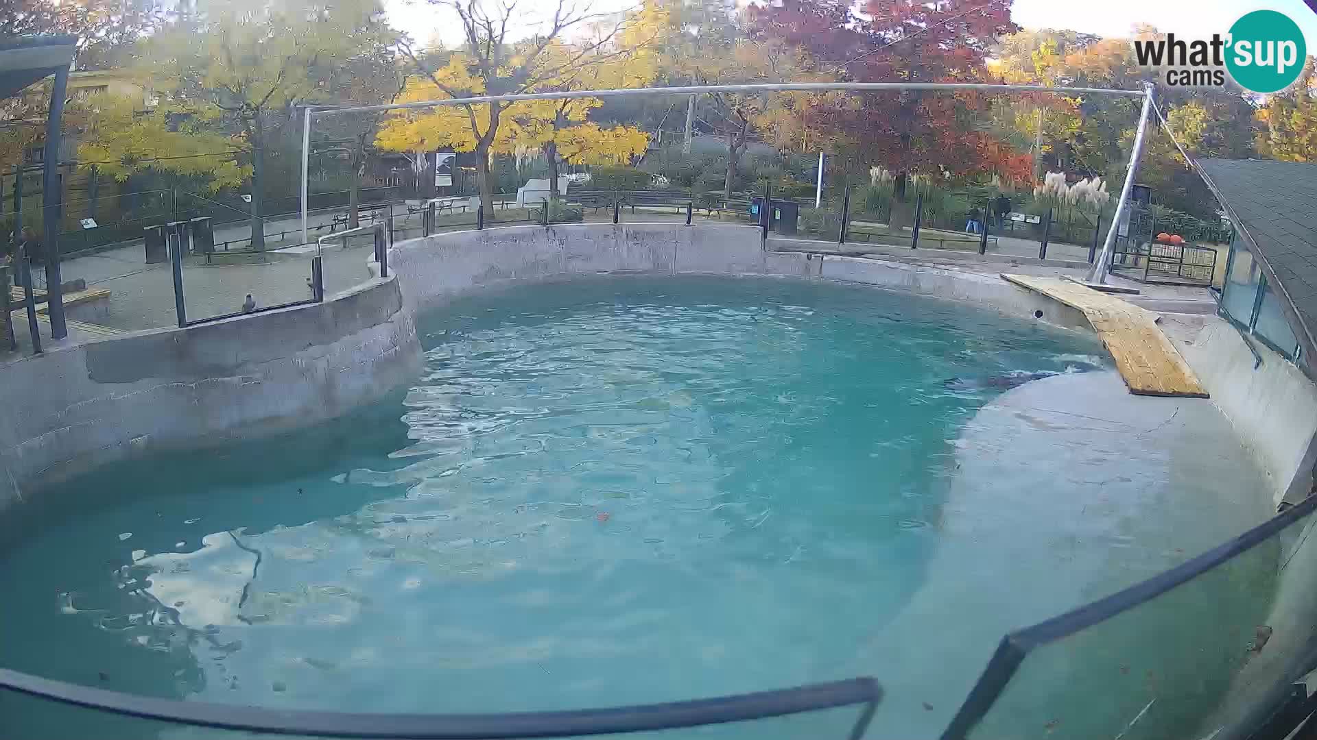 Zoo Zagreb – Kalifornijski morski lav