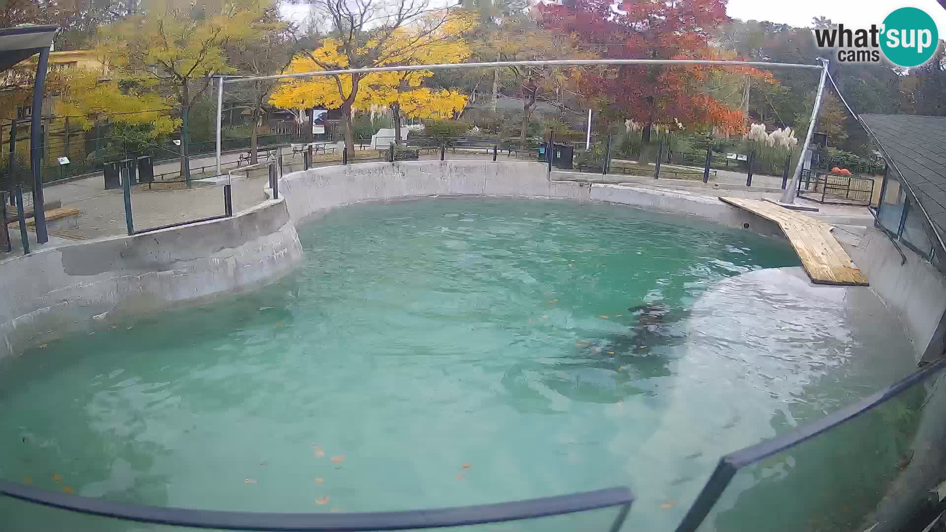 Zoo Zagreb –  León marino de California