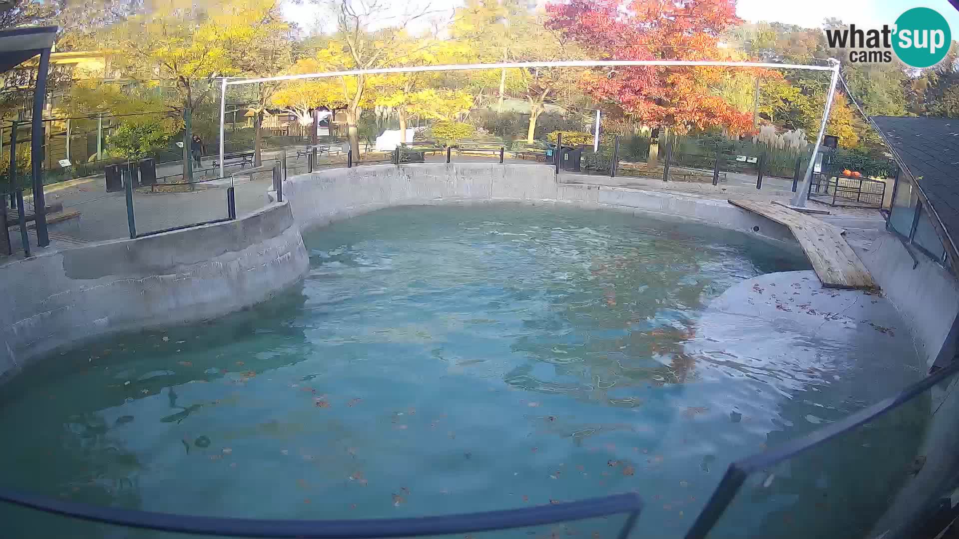 Zoo Zagreb –  León marino de California