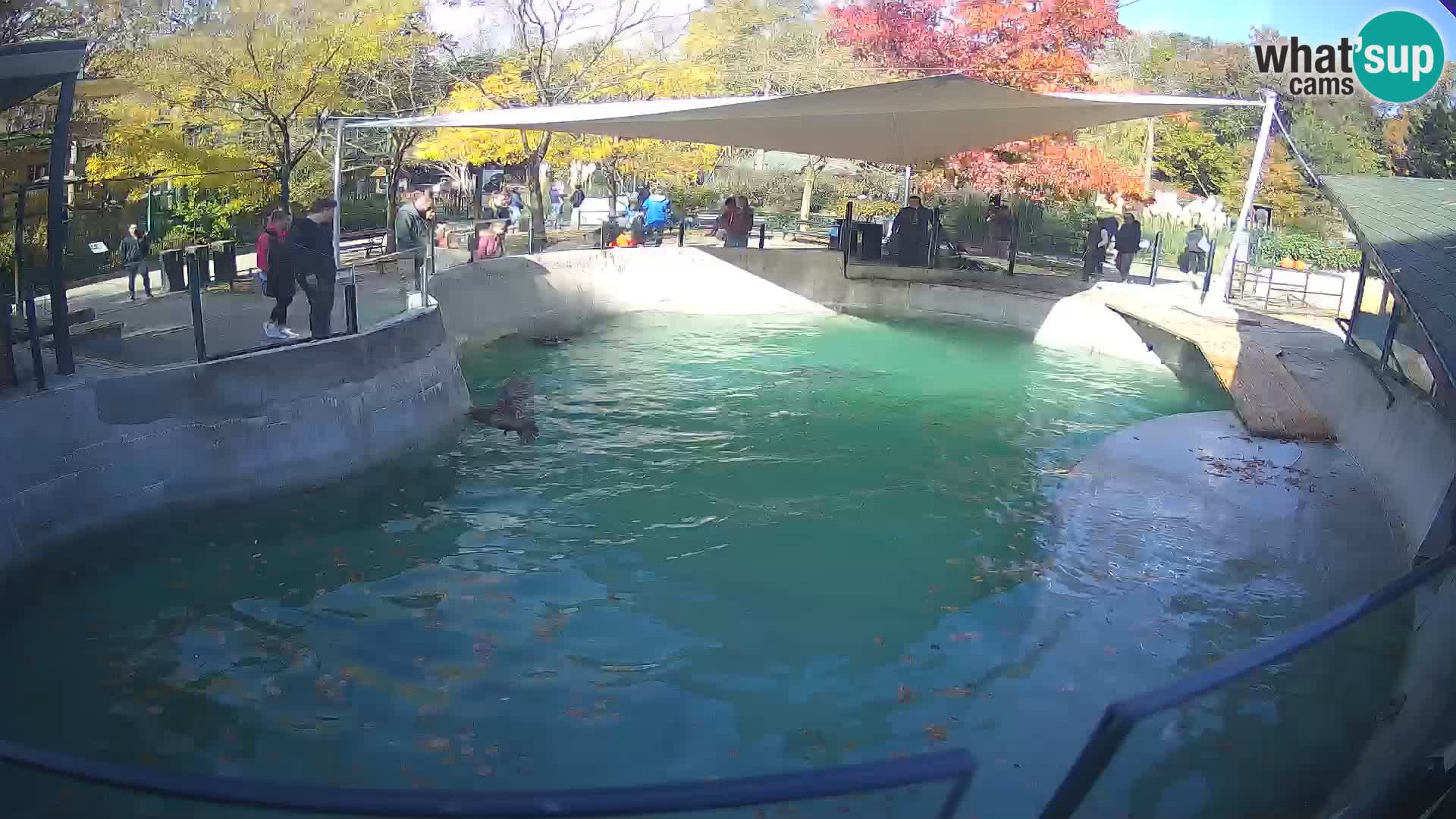 Zoo Zagreb –  León marino de California