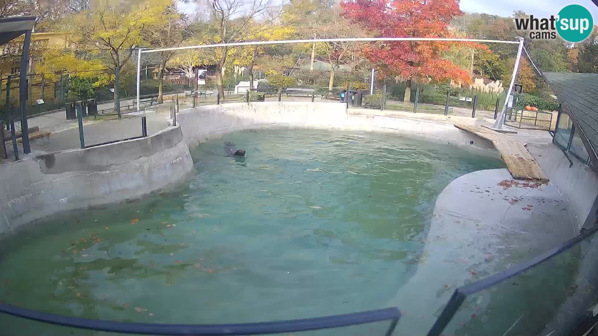 Zoo Zagreb – Otarie de Californie