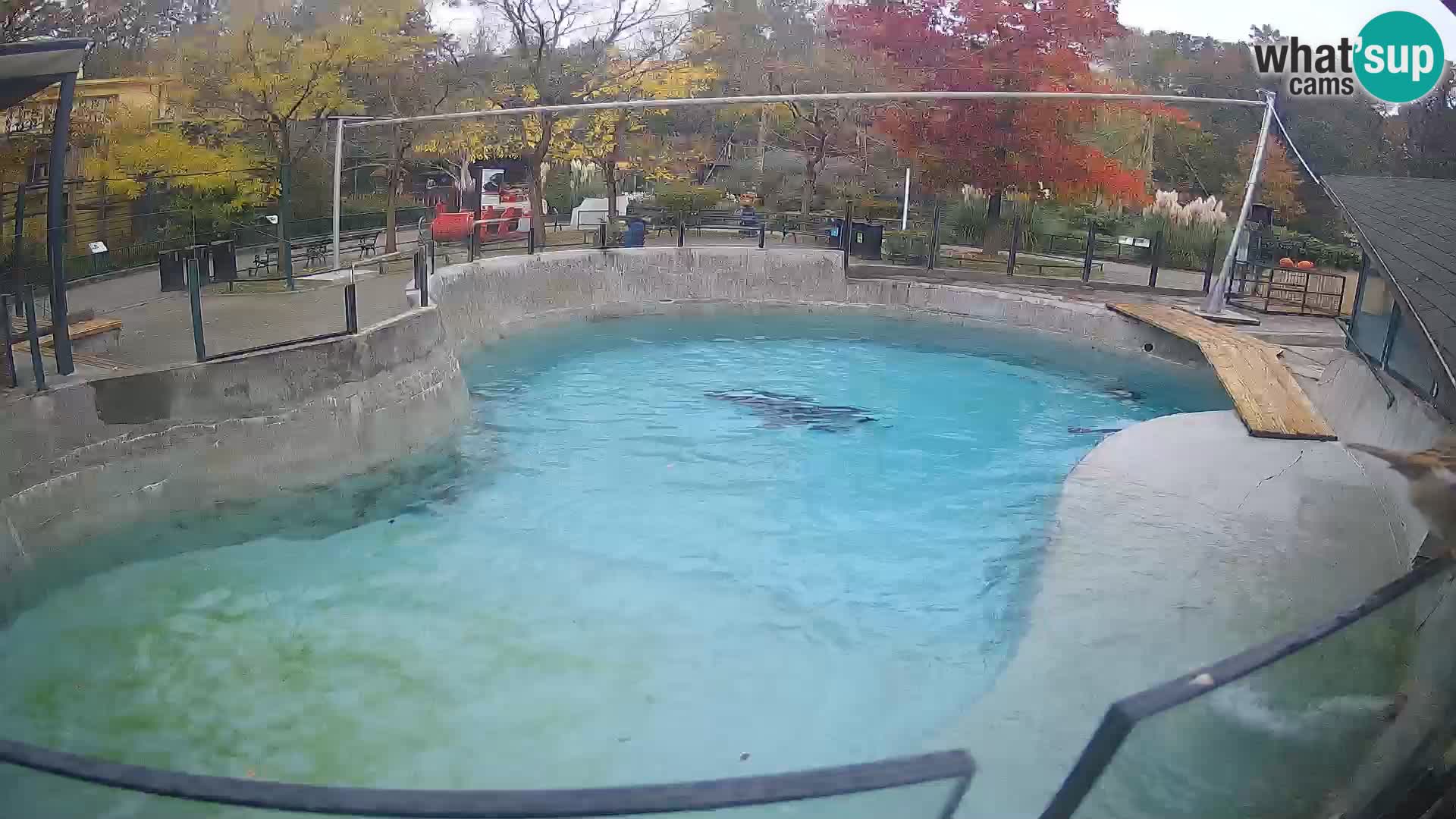 Zoo Zagreb –  León marino de California