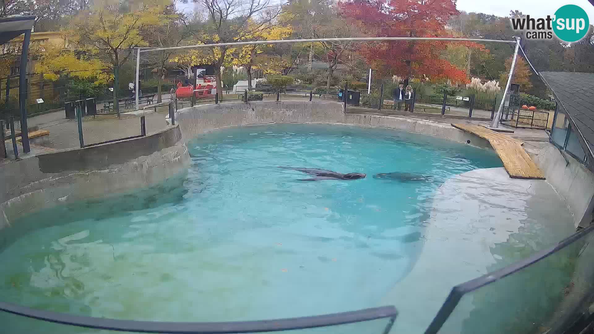 Zoo Zagreb –  León marino de California