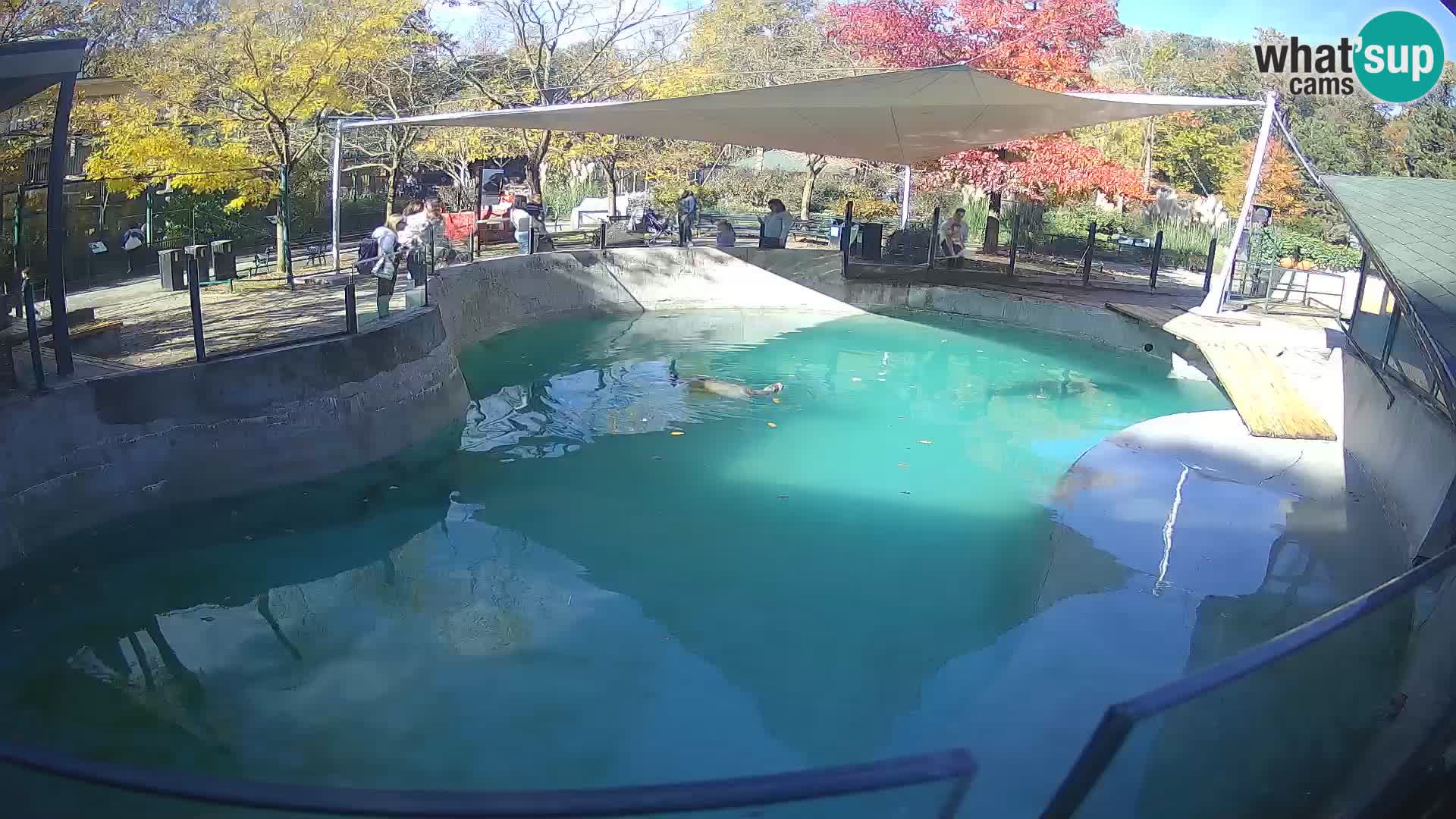 Zoo Zagreb – Kalifornijski morski lav