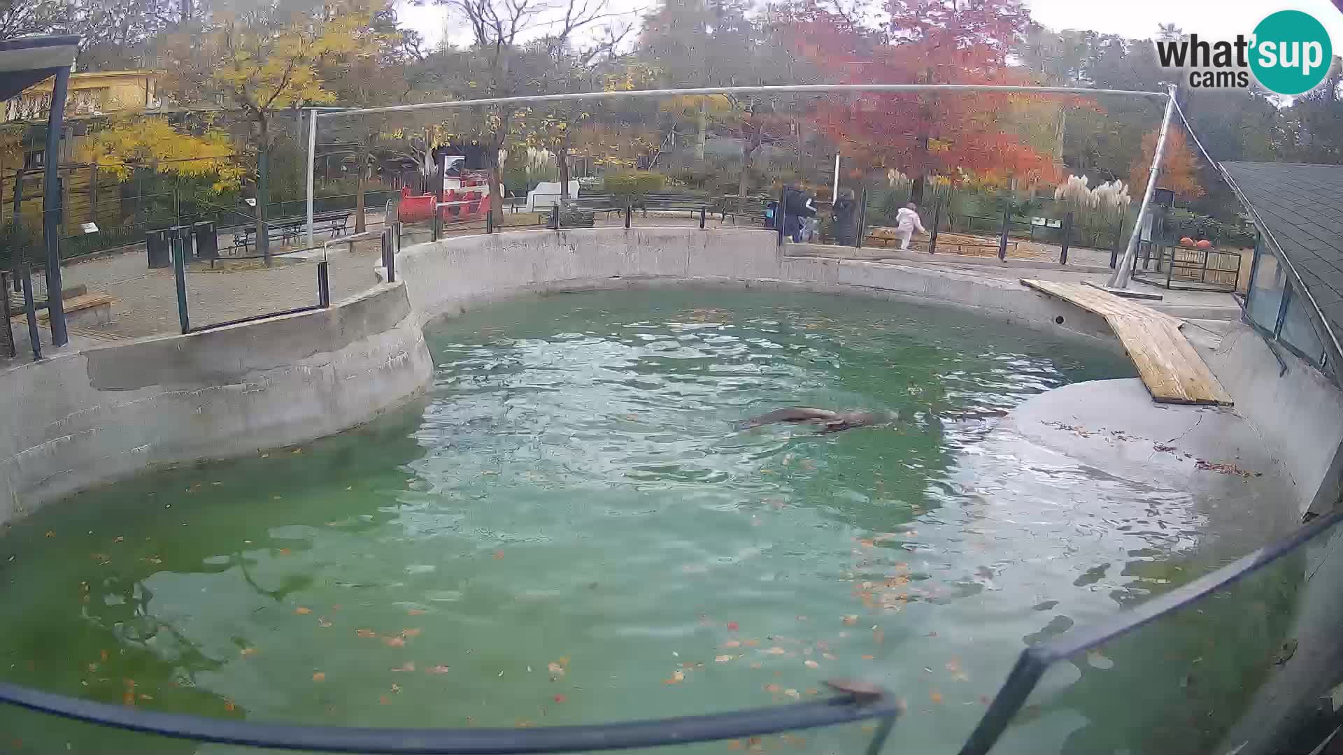 Zoo Zagreb – Otarie de Californie