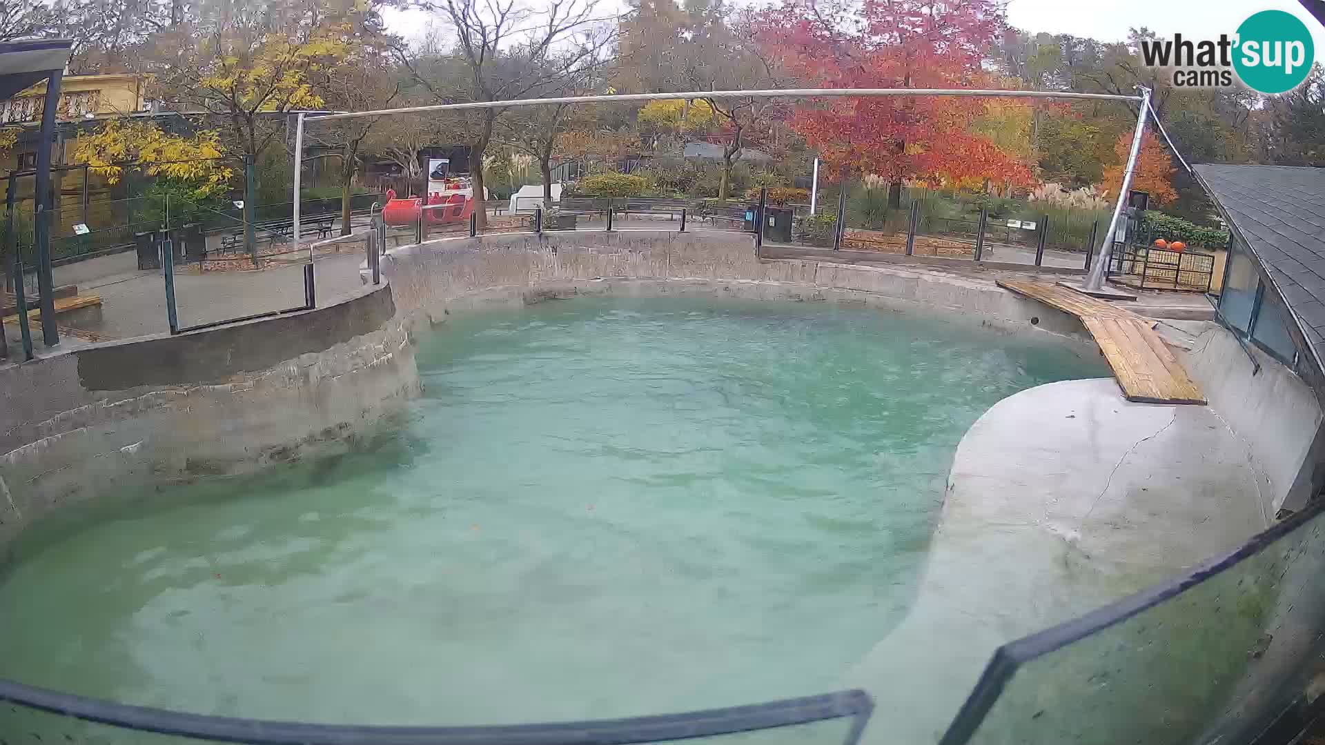 Zoo Zagreb – Kalifornijski morski lav