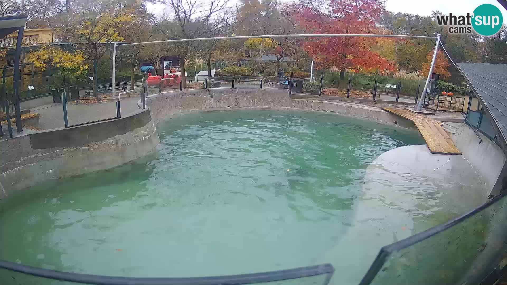 Zoo Zagreb – Kalifornijski morski lav