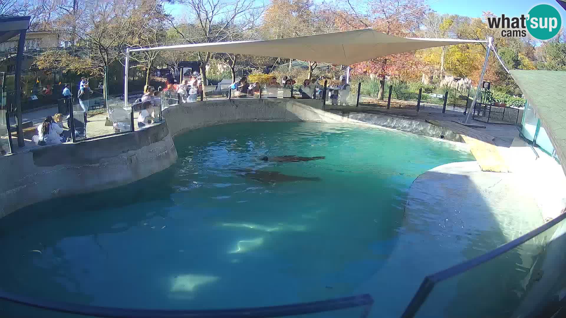 Zoo Zagreb – Otarie de Californie